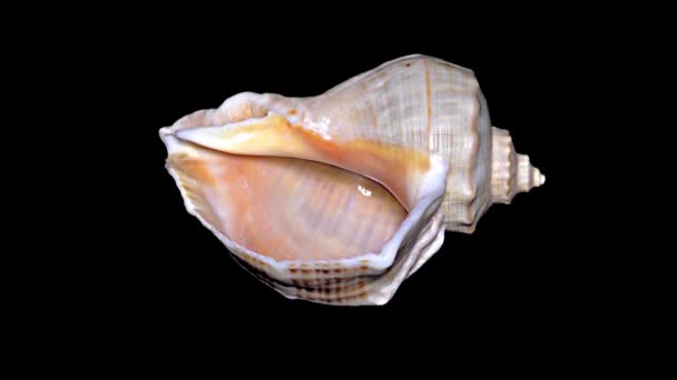 Seashell Isolerad Svart Bakgrund Orange Och Vit Seashell — Stockvideo