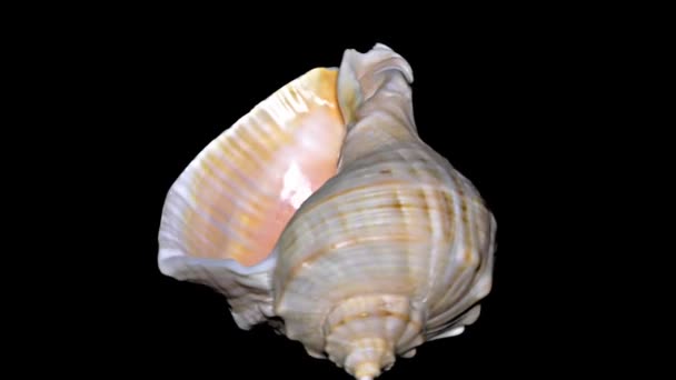 Seashell Isolato Sfondo Nero Arancio Bianco Seashell — Video Stock