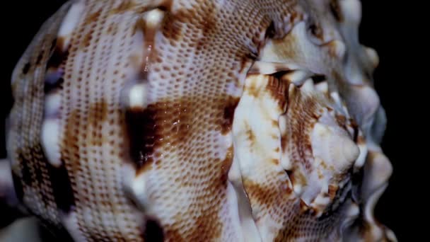 Seashell Aislado Sobre Fondo Negro Luz Blanca Cerca Detalle — Vídeos de Stock