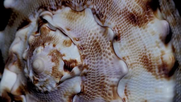 Seashell Aislado Sobre Fondo Negro Luz Blanca Cerca Detalle — Vídeo de stock