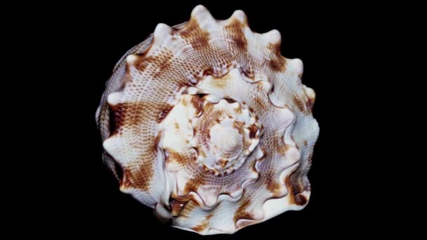 Seashell Ізольовані Чорному Фоні Білий Світло Закри Докладно — стокове відео