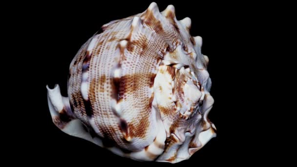 贝壳被隔离在黑色背景 白色光特写 — 图库视频影像