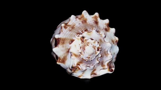 Seashell Aislado Sobre Fondo Negro Luz Blanca Cerca Detalle — Vídeos de Stock