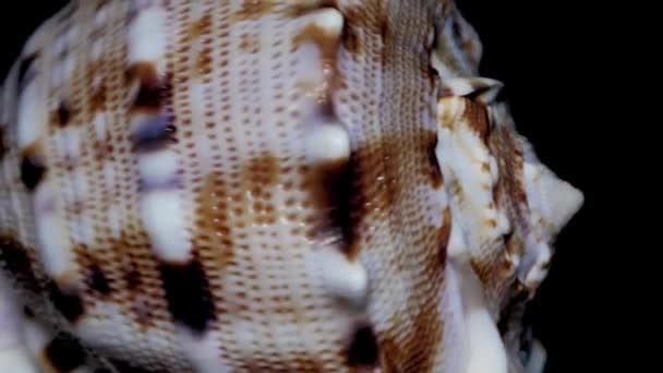 Muschel Isoliert Auf Schwarzem Hintergrund Weißes Licht Nahaufnahme Detail — Stockvideo