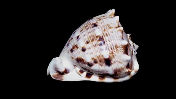 Seashell Ізольовані Чорному Фоні Білий Світло Закри Докладно — стокове відео