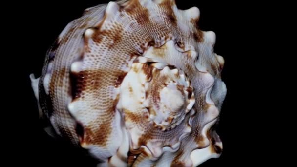 Seashell Isolerad Svart Bakgrund Vita Ljus Närbild Detalj — Stockvideo
