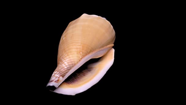 Seashell Aislado Sobre Fondo Negro Cerca Detalle — Vídeos de Stock