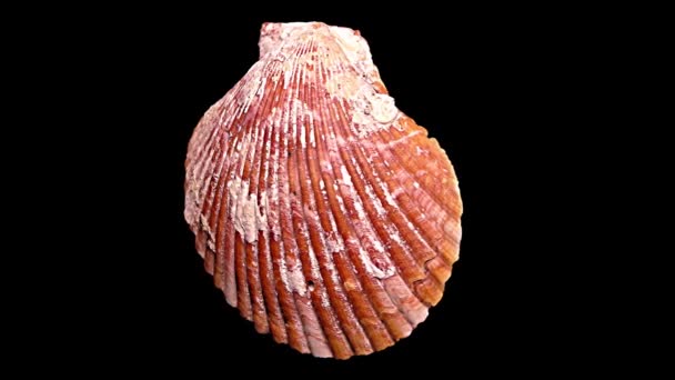 Seashell Isolerad Svart Bakgrund Närbild Detalj — Stockvideo