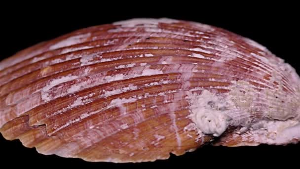 Seashell Isolerad Svart Bakgrund Närbild Detalj — Stockvideo