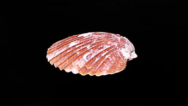 Seashell Isolerad Svart Bakgrund Närbild Detalj — Stockvideo