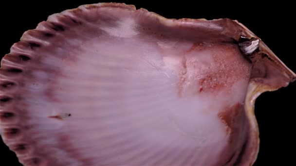 Seashell Aislado Sobre Fondo Negro Cerca Detalle — Vídeos de Stock