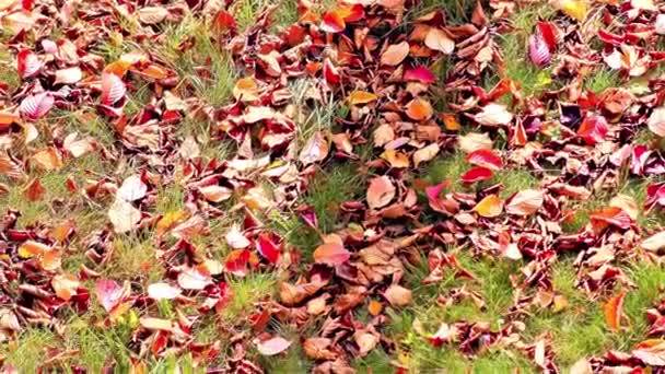 Feuilles Automne Dans Parc — Video