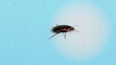 Kahverengi Böcek Pencere pervazında, Mavi Arkaplan, Kapanış, Ayrıntı