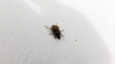 Kahverengi Böcek Pencere pervazında, Kapanış, Ayrıntı