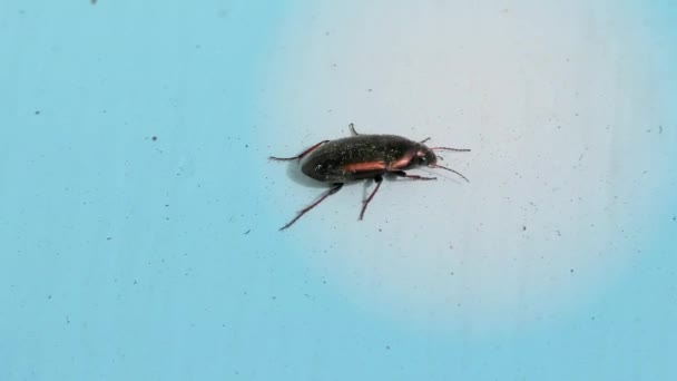 Bug Marrone Davanzale Della Finestra Sfondo Blu Primo Piano Dettaglio — Video Stock