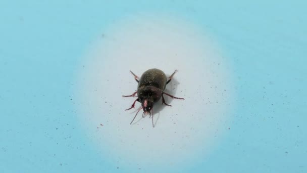 Bug Brun Sur Une Vitre Fond Bleu Gros Plan Détail — Video