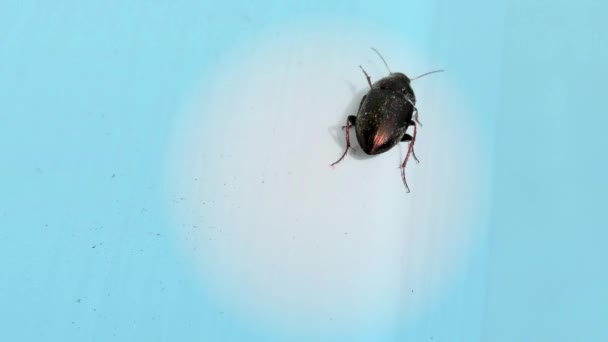 Bug Brun Sur Une Vitre Fond Bleu Gros Plan Détail — Video