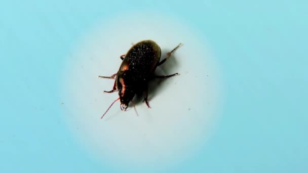 Brown Bug Uma Janela Sill Fundo Azul Fechar Detalhe — Vídeo de Stock