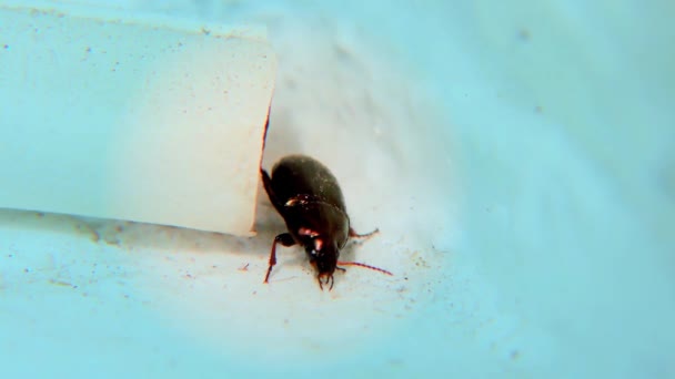 Bug Brun Sur Une Vitre Fond Bleu Gros Plan Détail — Video