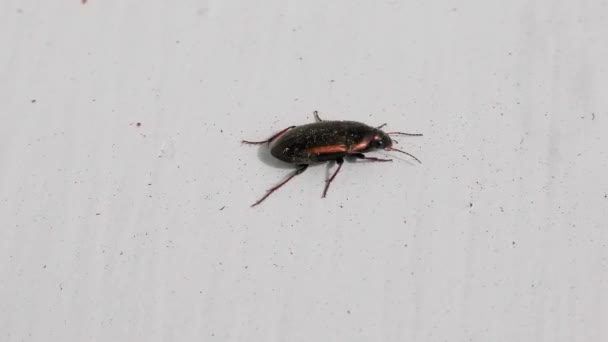 Bug Brun Sur Une Fenêtre Sill Gros Plan Détail — Video