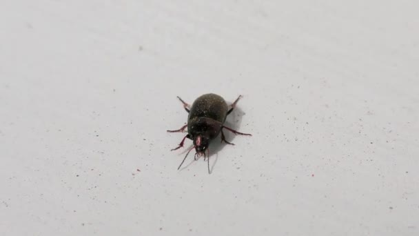 Bug Brun Sur Une Fenêtre Sill Gros Plan Détail — Video