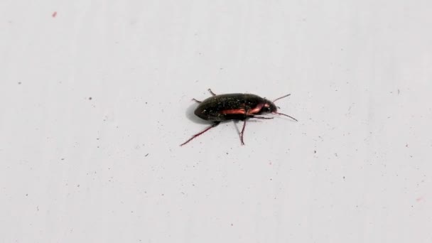 Brown Bug Uma Janela Sill Fechar Detalhe — Vídeo de Stock