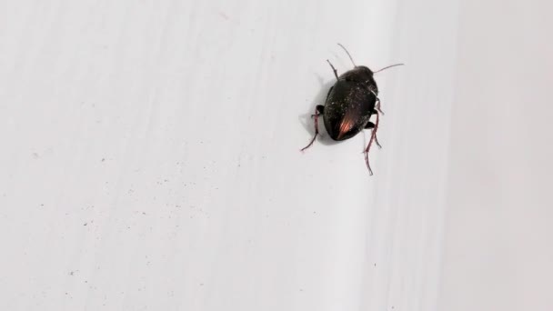 窗户缝隙上的褐色虫 — 图库视频影像