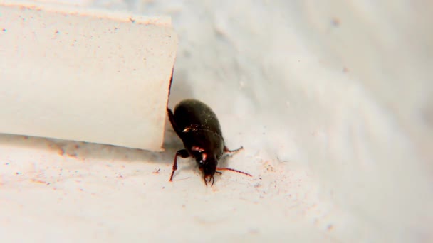 Bug Brun Sur Une Fenêtre Sill Gros Plan Détail — Video