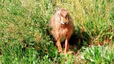 Çimenlerde oturan Vahşi Avrupa Tavşanı, Lepus Europaeus