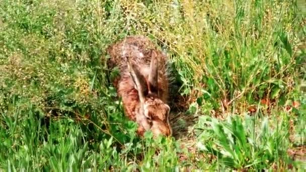 Lièvre d'Europe sauvage assis dans l'herbe, Lepus Europaeus 
