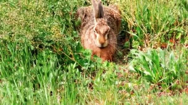 Wild European Hare Sitting Grass Lepus Europaeus — Stock Video