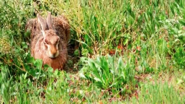 Wild European Hare Sitting Grass Lepus Europaeus — стокове відео