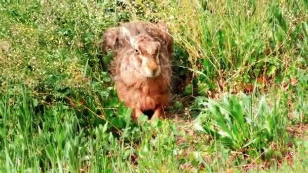 Wild European Hare Sitting Grass Lepus Europaeus — стокове відео