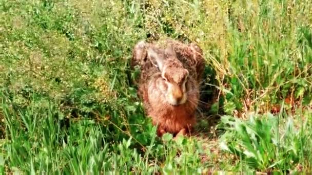 Lièvre d'Europe sauvage assis dans l'herbe, Lepus Europaeus 