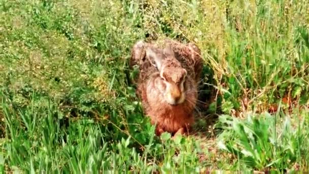 野生のヨーロッパのウサギが草の上に座っています Lepus Europaeus — ストック動画