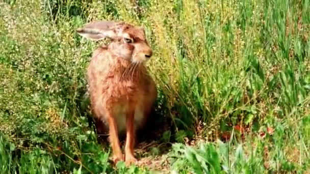 Wild European Hare Sitting Grass Lepus Europaeus — Stock Video