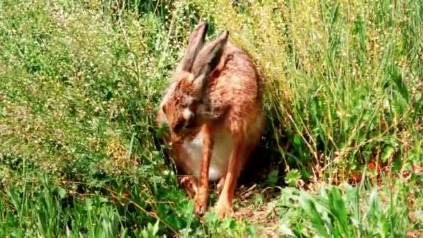 Çimenlerde Oturan Vahşi Avrupa Tavşanı Lepus Europaeus — Stok video