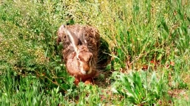 Wild European Hare Sitting Grass Lepus Europaeus — стокове відео