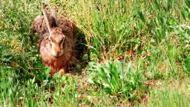 Wild European Hare Sitting Grass Lepus Europaeus — Stock Video