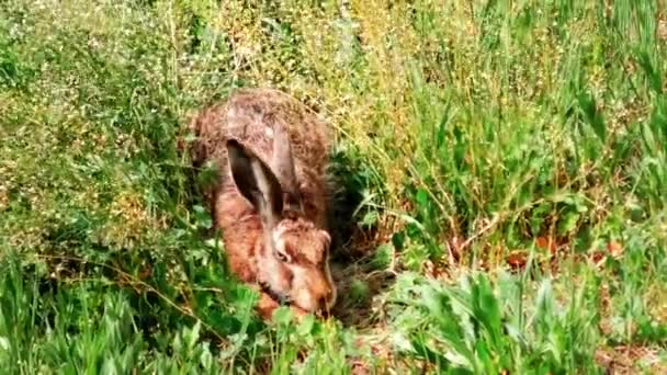 Wild European Hare Sitting Grass Lepus Europaeus — Stock Video