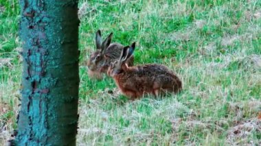 Çimenlerde Oturan Vahşi Avrupalı Tavşanlar, Lepus Europaeus