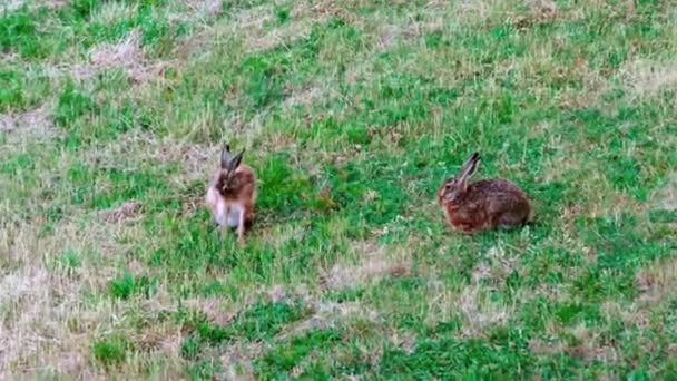 Dzikie Zające Europejskie Siedzą Trawie Lepus Europaeus — Wideo stockowe