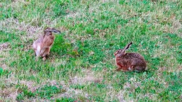 Wild European Hares Sitting Grass Lepus Europaeus — Stock Video