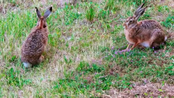 Liebres Salvajes Europeas Sentadas Hierba Lepus Europaeus — Vídeo de stock