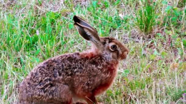 Wild European Hares Sitting Grass Lepus Europaeus — Stock Video