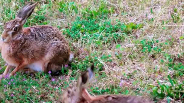 Çimenlerde Oturan Vahşi Avrupalı Tavşanlar Lepus Europaeus — Stok video