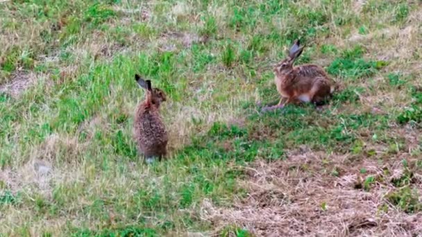 Lièvres européens sauvages assis dans l'herbe, Lepus Europaeus 