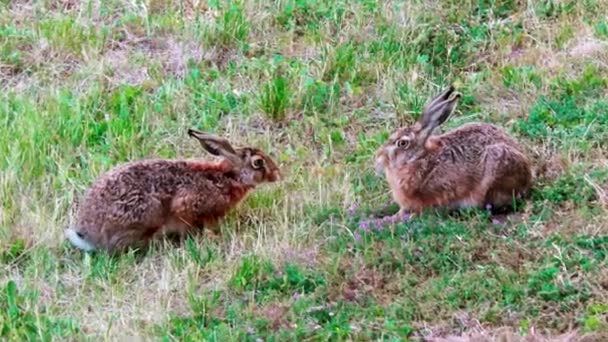 Liebres Salvajes Europeas Sentadas Hierba Lepus Europaeus — Vídeo de stock