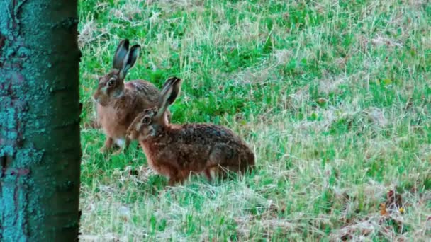 Lièvres européens sauvages assis dans l'herbe, Lepus Europaeus 