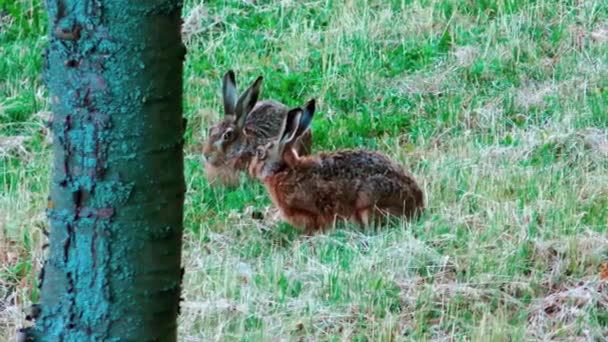 Lièvres Européens Sauvages Assis Dans Herbe Lepus Europaeus — Video